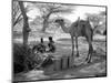 Local Men of Somaliland with Their Camels, 1935-null-Mounted Photographic Print