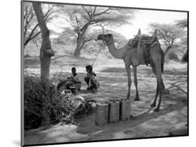 Local Men of Somaliland with Their Camels, 1935-null-Mounted Photographic Print