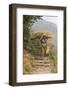 Local Woman Follows a Trail Carrying a Basket Called a Doko, Annapurna, Nepal-David Noyes-Framed Photographic Print
