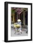 Local Woman in Conical Hat with Bike, Hoi An, Da Nang, Vietnam-Cindy Miller Hopkins-Framed Photographic Print