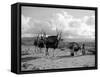 Local Women of Somaliland with Their Camels, 1935-null-Framed Stretched Canvas