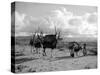 Local Women of Somaliland with Their Camels, 1935-null-Stretched Canvas