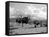 Local Women of Somaliland with Their Camels, 1935-null-Framed Stretched Canvas