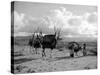 Local Women of Somaliland with Their Camels, 1935-null-Stretched Canvas