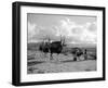 Local Women of Somaliland with Their Camels, 1935-null-Framed Photographic Print