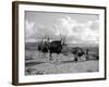 Local Women of Somaliland with Their Camels, 1935-null-Framed Photographic Print