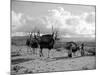 Local Women of Somaliland with Their Camels, 1935-null-Mounted Photographic Print