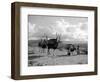 Local Women of Somaliland with Their Camels, 1935-null-Framed Photographic Print