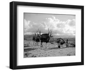 Local Women of Somaliland with Their Camels, 1935-null-Framed Photographic Print