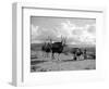 Local Women of Somaliland with Their Camels, 1935-null-Framed Photographic Print