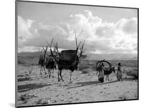Local Women of Somaliland with Their Camels, 1935-null-Mounted Photographic Print