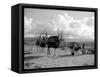 Local Women of Somaliland with Their Camels, 1935-null-Framed Stretched Canvas