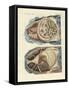 Location of Intestines in the Human Body-null-Framed Stretched Canvas