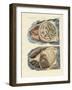 Location of Intestines in the Human Body-null-Framed Giclee Print