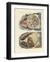 Location of Intestines in the Human Body-null-Framed Giclee Print