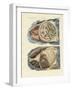 Location of Intestines in the Human Body-null-Framed Giclee Print