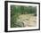 Location on the Jordan River Where Jesus was Baptised, Bethany, Jordan, Middle East-Bruno Morandi-Framed Photographic Print