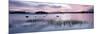 Loch Ba' at Sunrise, Rannoch Moor, Western Highlands, Scotland, United Kingdom, Europe-Lee Frost-Mounted Photographic Print