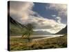 Loch Etive and Lone Tree, Glen Etive, Near Glencoe, Highland Region, Scotland, United Kingdom-Patrick Dieudonne-Stretched Canvas
