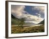 Loch Etive and Lone Tree, Glen Etive, Near Glencoe, Highland Region, Scotland, United Kingdom-Patrick Dieudonne-Framed Photographic Print