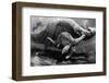 Loch Ness Monster and Young-null-Framed Photographic Print