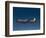 Lockheed L-188 Electra Airplane in Flight-null-Framed Photographic Print