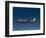 Lockheed L-188 Electra Airplane in Flight-null-Framed Photographic Print