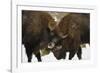 Locking Horns-Wild Wonders of Europe-Framed Giclee Print