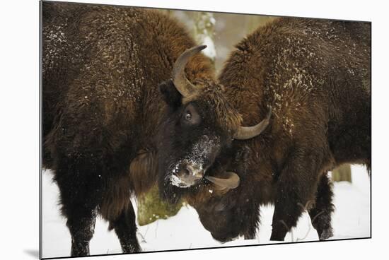 Locking Horns-Wild Wonders of Europe-Mounted Giclee Print