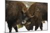 Locking Horns-Wild Wonders of Europe-Mounted Giclee Print