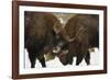 Locking Horns-Wild Wonders of Europe-Framed Giclee Print