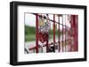 Locks of love, Maribor, Slovenia, Europe-Sergio Pitamitz-Framed Photographic Print