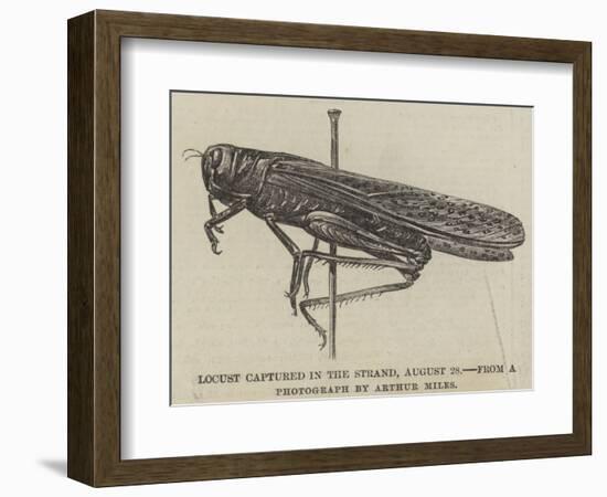 Locust Captured in the Strand, 28 August-null-Framed Giclee Print