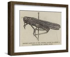 Locust Captured in the Strand, 28 August-null-Framed Giclee Print