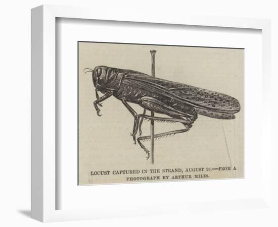 Locust Captured in the Strand, 28 August-null-Framed Giclee Print