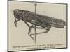 Locust Captured in the Strand, 28 August-null-Mounted Giclee Print