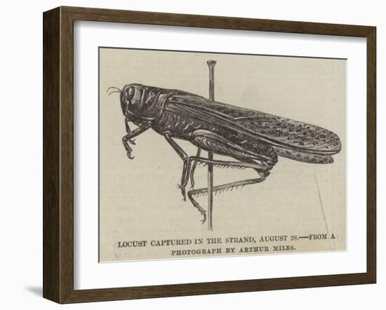 Locust Captured in the Strand, 28 August-null-Framed Giclee Print