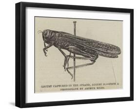 Locust Captured in the Strand, 28 August-null-Framed Giclee Print