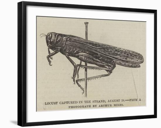 Locust Captured in the Strand, 28 August-null-Framed Giclee Print