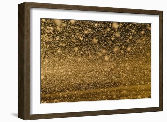 Locust Plague (Locusta Migratoria Capito) Threatens Crops in South Madagascar, June 2010-Inaki Relanzon-Framed Photographic Print