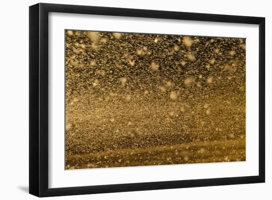 Locust Plague (Locusta Migratoria Capito) Threatens Crops in South Madagascar, June 2010-Inaki Relanzon-Framed Photographic Print