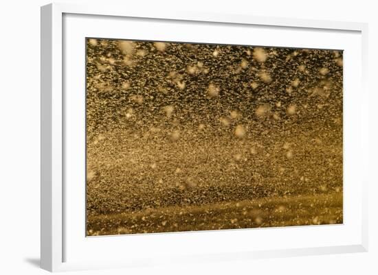 Locust Plague (Locusta Migratoria Capito) Threatens Crops in South Madagascar, June 2010-Inaki Relanzon-Framed Photographic Print