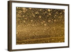 Locust Plague (Locusta Migratoria Capito) Threatens Crops in South Madagascar, June 2010-Inaki Relanzon-Framed Photographic Print