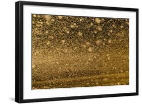 Locust Plague (Locusta Migratoria Capito) Threatens Crops in South Madagascar, June 2010-Inaki Relanzon-Framed Photographic Print