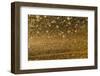 Locust Plague (Locusta Migratoria Capito) Threatens Crops in South Madagascar, June 2010-Inaki Relanzon-Framed Photographic Print