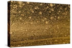 Locust Plague (Locusta Migratoria Capito) Threatens Crops in South Madagascar, June 2010-Inaki Relanzon-Stretched Canvas