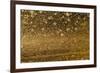 Locust Plague (Locusta Migratoria Capito) Threatens Crops in South Madagascar, June 2010-Inaki Relanzon-Framed Photographic Print