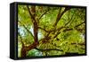 Locust Tree Close-Up Background.-adistock-Framed Stretched Canvas