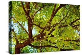 Locust Tree Close-Up Background.-adistock-Stretched Canvas