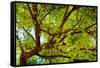 Locust Tree Close-Up Background.-adistock-Framed Stretched Canvas